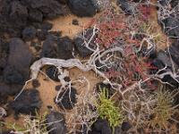 Strauchwerk zwischen schwarzer Lava